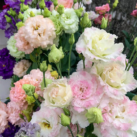 EquSym garden gift seeds pack makes a thoughtful present for plant lovers.