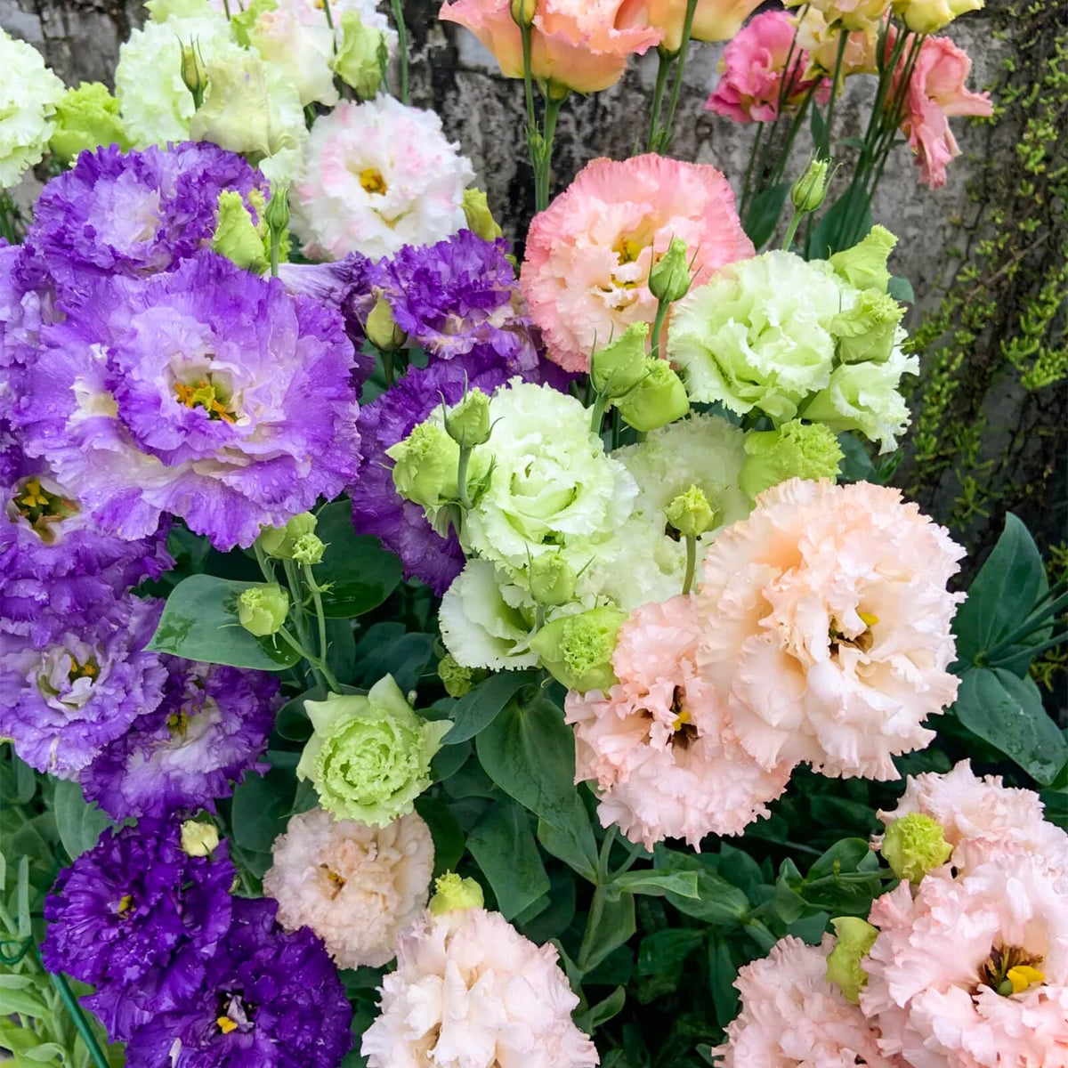 EquSym indoor-outdoor seeds kit supports beginner-friendly growth.