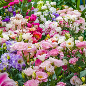 EquSym pollinator-friendly seeds attract bees and butterflies outdoors.