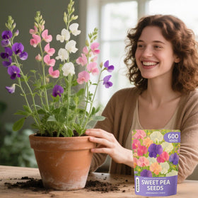 EquSym Naturally grown sweet pea seeds offer a chemical free option for fragrant color