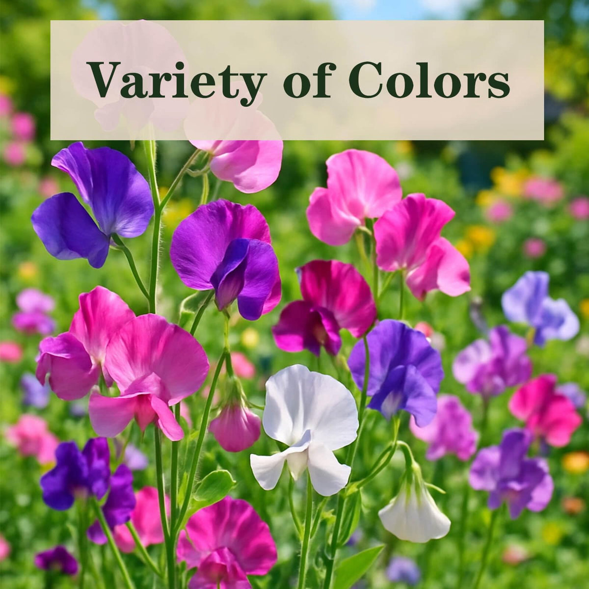 EquSym Sweet Pea vines on a trellis show color and fragrance for vertical setups