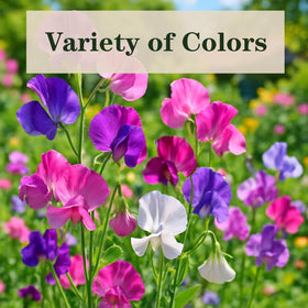EquSym Sweet Pea vines on a trellis show color and fragrance for vertical setups