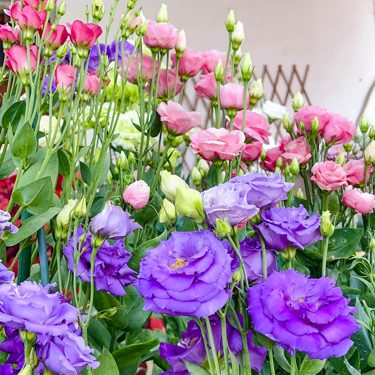 EquSym thornless rose-like lisianthus seeds suit elegant arrangements.