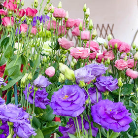 EquSym thornless rose-like lisianthus seeds suit elegant arrangements.