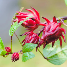 EquSym Roselle seedling growth, sturdy start for a hibiscus plant.