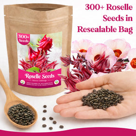 EquSym Roselle seeds handful, perfect for quick germination and garden color.