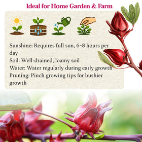 EquSym Roselle tea cup highlights hibiscus flavor for refreshing beverages.
