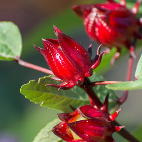 EquSym Roselle warm-season garden bed thriving in sun and well-drained soil.