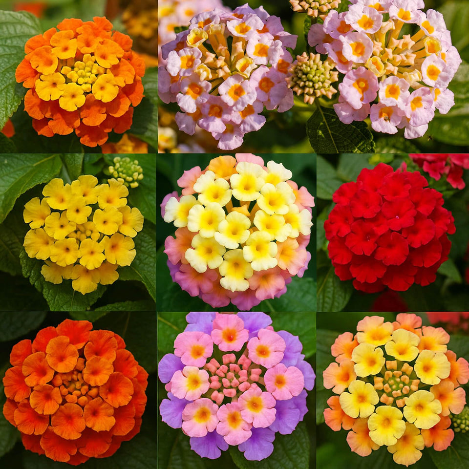 EquSym 600 Lantana seeds pack ready for vibrant garden beds.