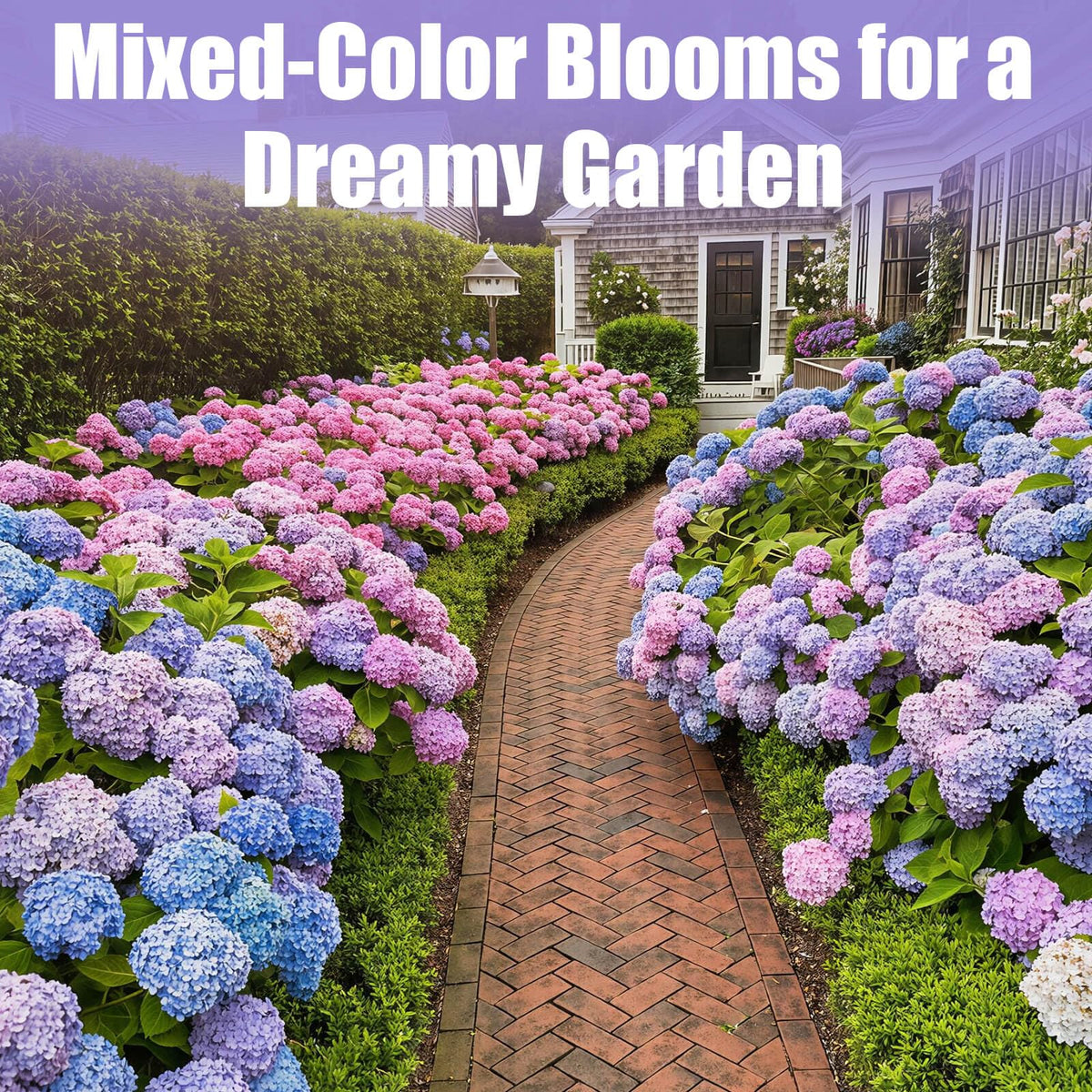 EquSym backyard landscape idea featuring mixed hydrangeas for color depth