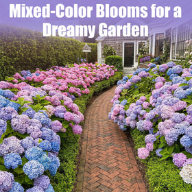 EquSym backyard landscape idea featuring mixed hydrangeas for color depth