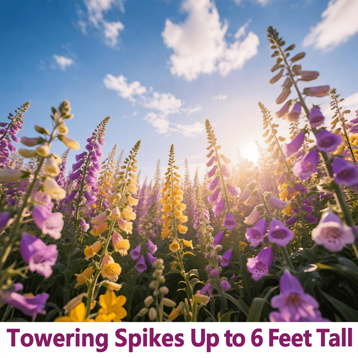 EquSym backyard landscaping with foxglove adding vertical color