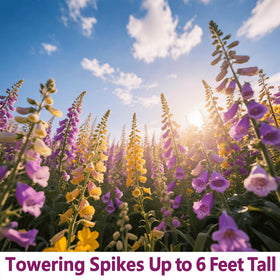 EquSym backyard landscaping with foxglove adding vertical color