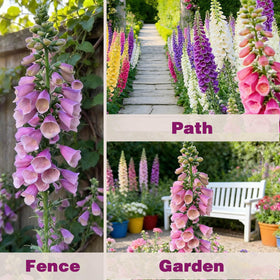 EquSym border garden foxglove planting guidance for easy setup