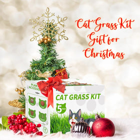 EquSym cat grass seeds kit cat enjoys fresh greens for enrichment.