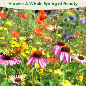 EquSym vibrant blooms brighten borders and containers with color.
