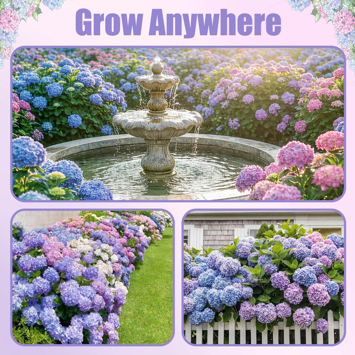 EquSym hydrangea for container gardening on patios and balconies