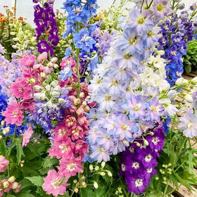 EquSym Delphinium color mix creates vibrant beds for borders