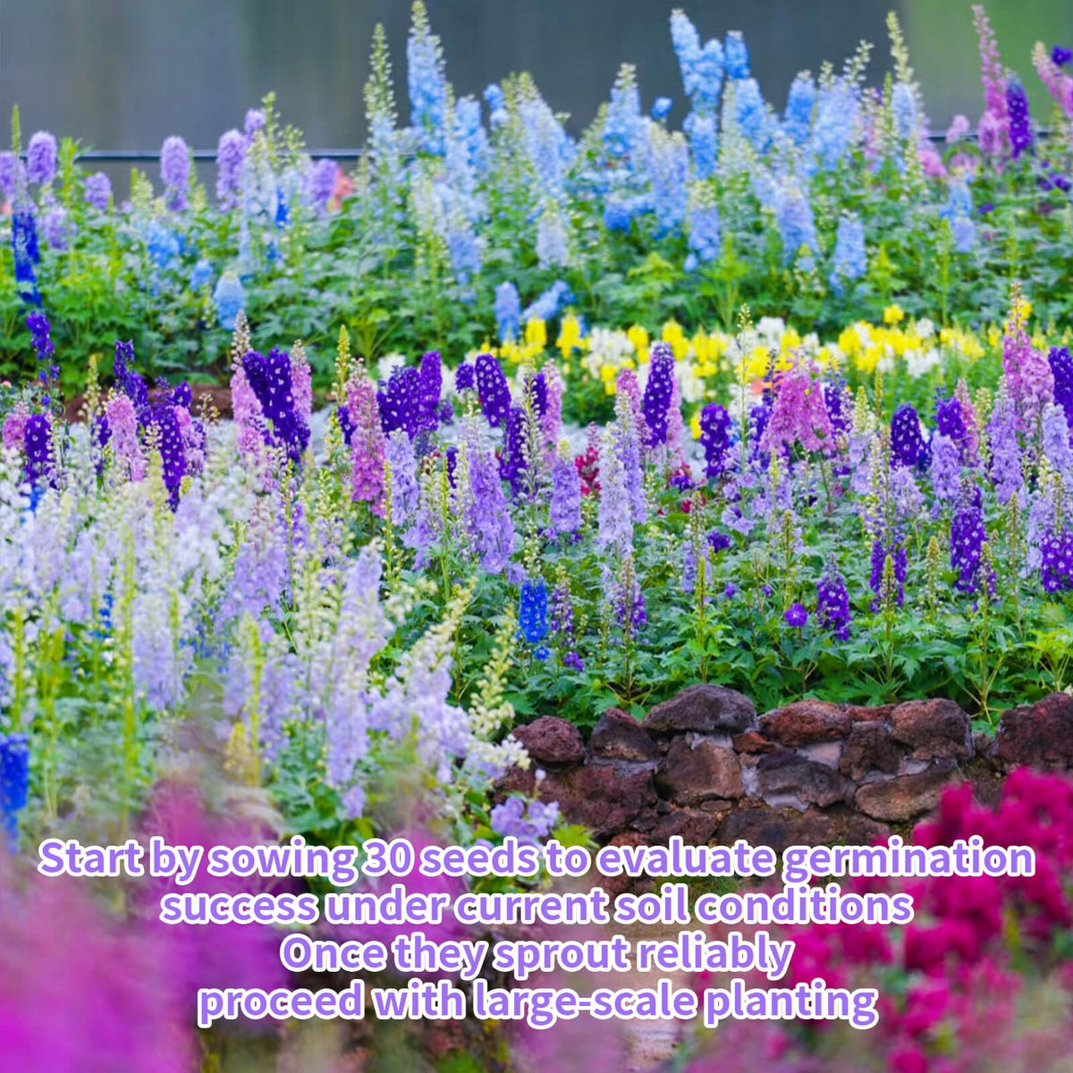 EquSym Delphinium seeds for planting in garden offer tall blooms for borders