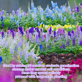EquSym Delphinium seeds for planting in garden offer tall blooms for borders
