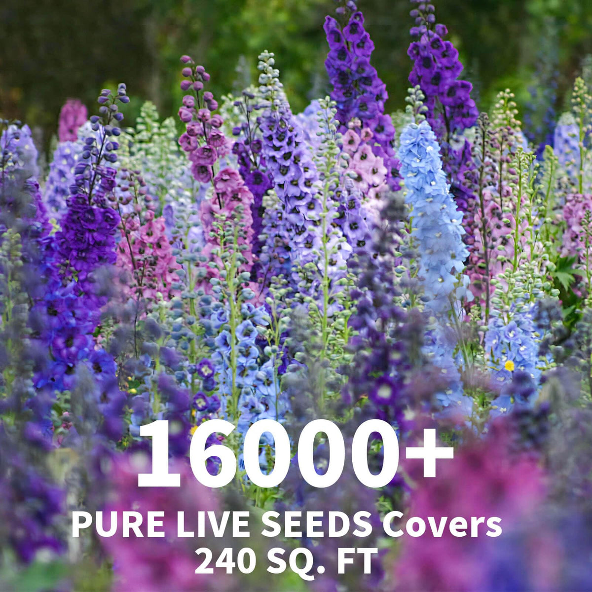 EquSym Delphinium seeds in hand show 16,000+ seeds in a pack