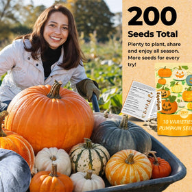 EquSym diverse pumpkin harvest highlights, from small gourds to large carving pumpkins