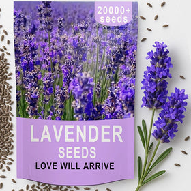 EquSym English lavender seeds bulk pack ideal for large garden planting.