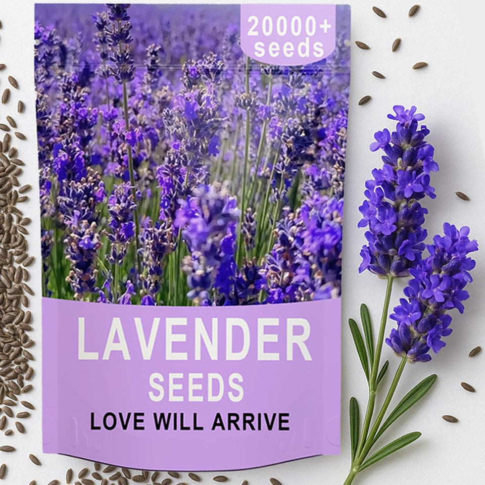 EquSym English lavender seeds bulk pack ideal for large garden planting.