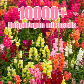 EquSym bed display features tall, colorful spike blooms