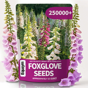 EquSym foxglove seeds bulk pack for lush border planting and color variety