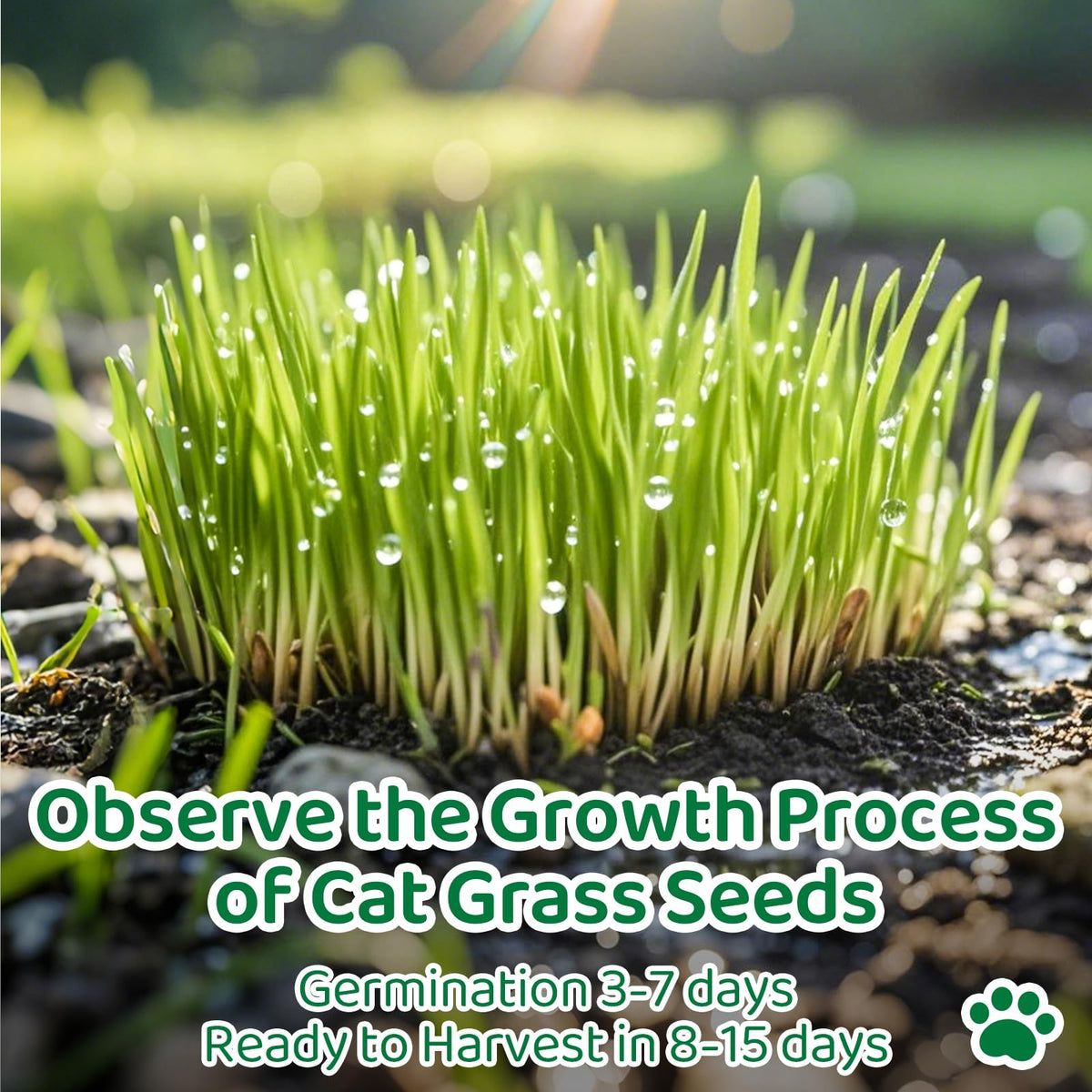 EquSym gift-packaging cat grass kit appeals to cat lovers.