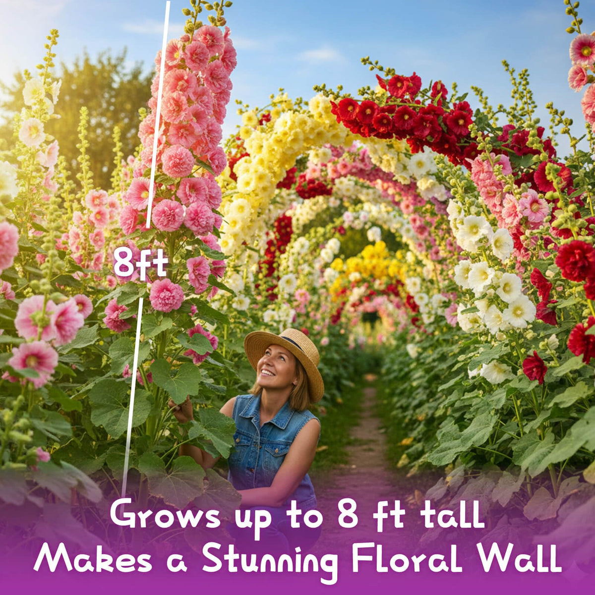 EquSym hollyhock fence line display creates dramatic backdrops.