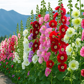 EquSym hollyhock seeds are easy to grow for beginners seeking low-maintenance beauty.