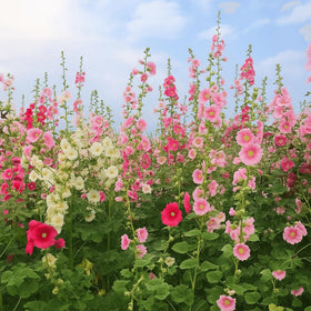 EquSym hollyhock seeds support sustainable gardening through seed saving and self-sowing.