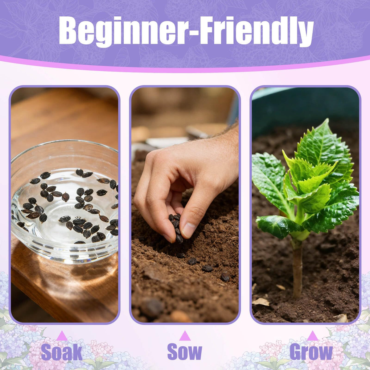 EquSym pruning and care guidance for healthier hydrangeas