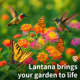 EquSym lantana seeds with colorful blooms invite bright yard color through multiple seasons.