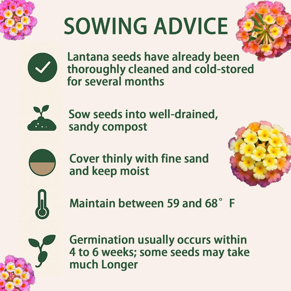 EquSym lantana seeds thrive in heat and drought conditions.