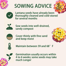 EquSym lantana seeds thrive in heat and drought conditions.