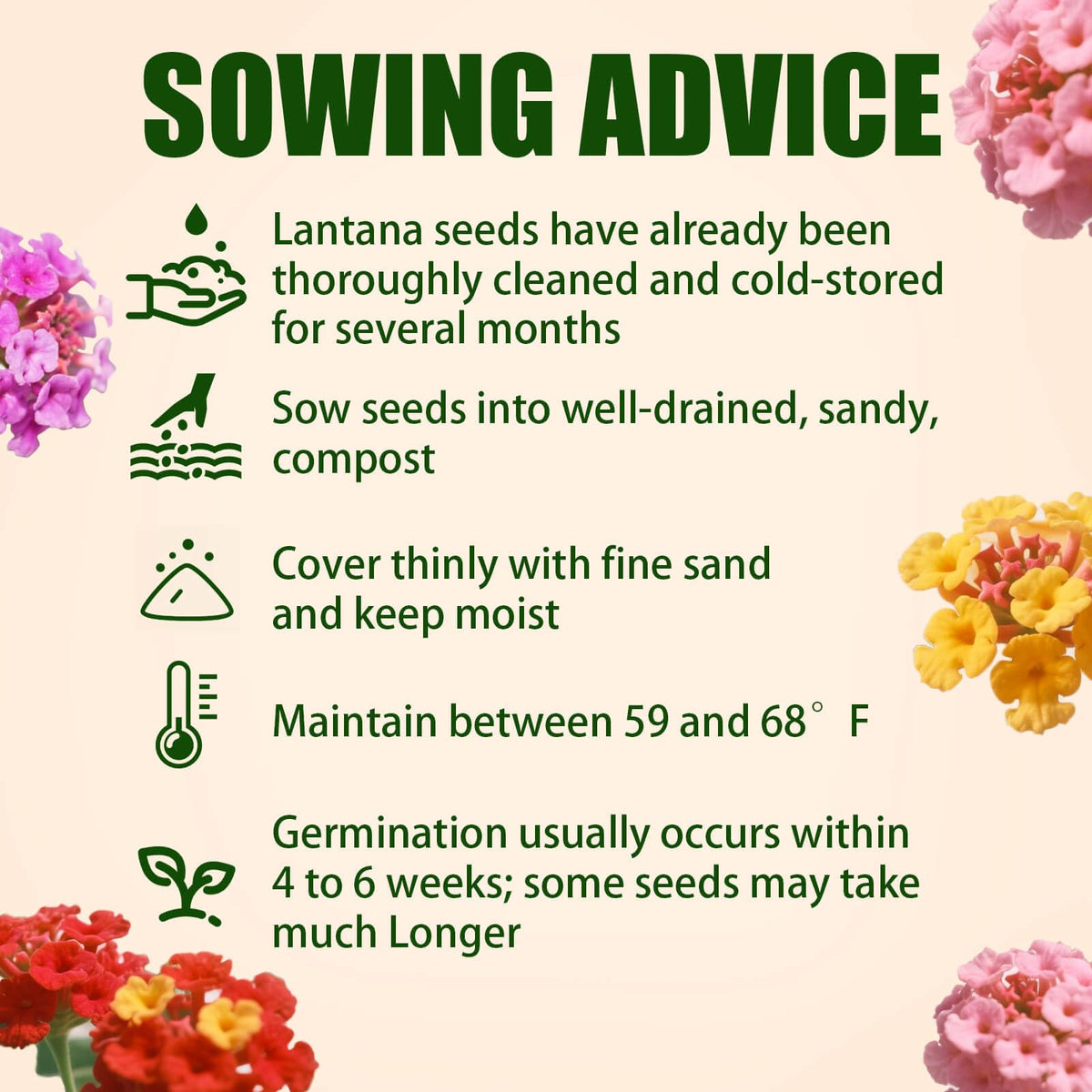 EquSym lantana seeds are drought-tolerant, suited for hot, low-water gardens and borders.