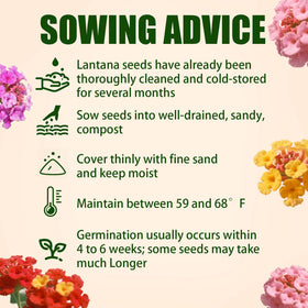 EquSym lantana seeds are drought-tolerant, suited for hot, low-water gardens and borders.