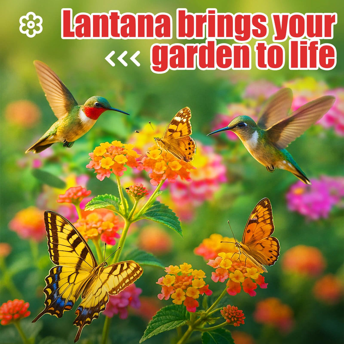 EquSym lantana seeds yield eye-catching multicolor blooms across seasons for sunny patios.