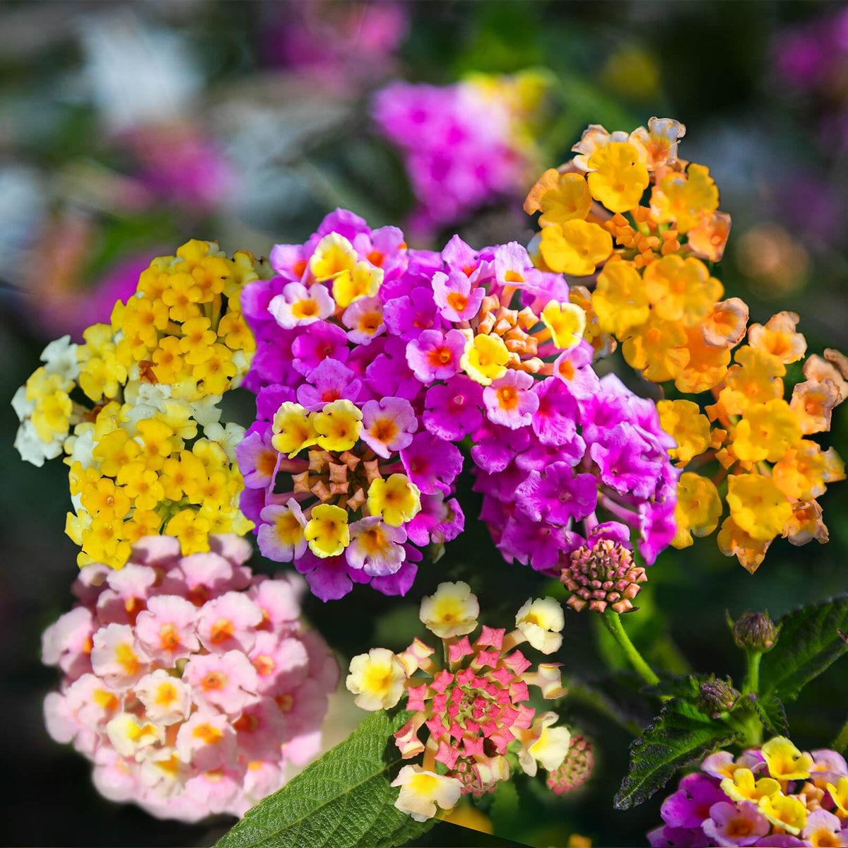 EquSym lantana seeds prefer sunny, low-maintenance planting.