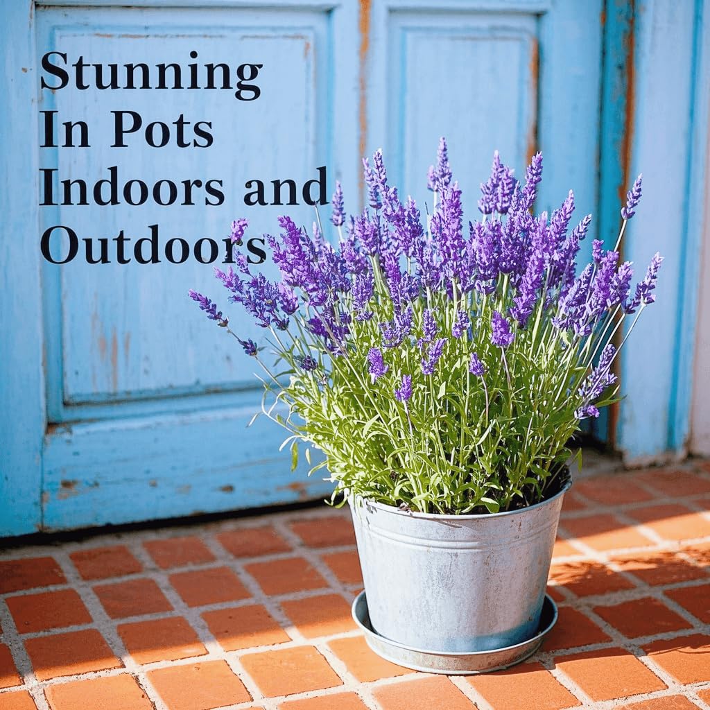 EquSym lavender seeds for indoor and outdoor planting in sunny spaces.