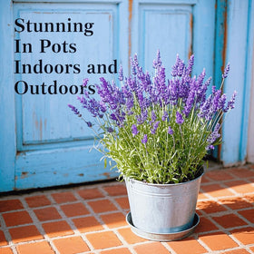 EquSym lavender seeds for indoor and outdoor planting in sunny spaces.