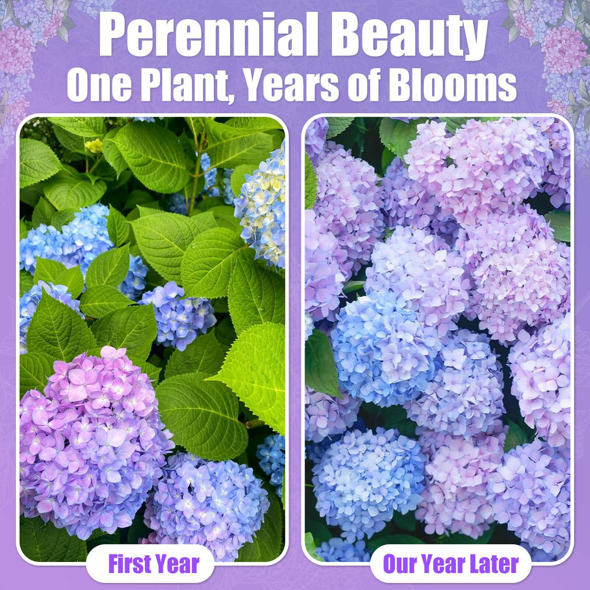EquSym partial shade, soil tweaks influence hydrangea color hues