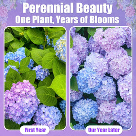 EquSym partial shade, soil tweaks influence hydrangea color hues
