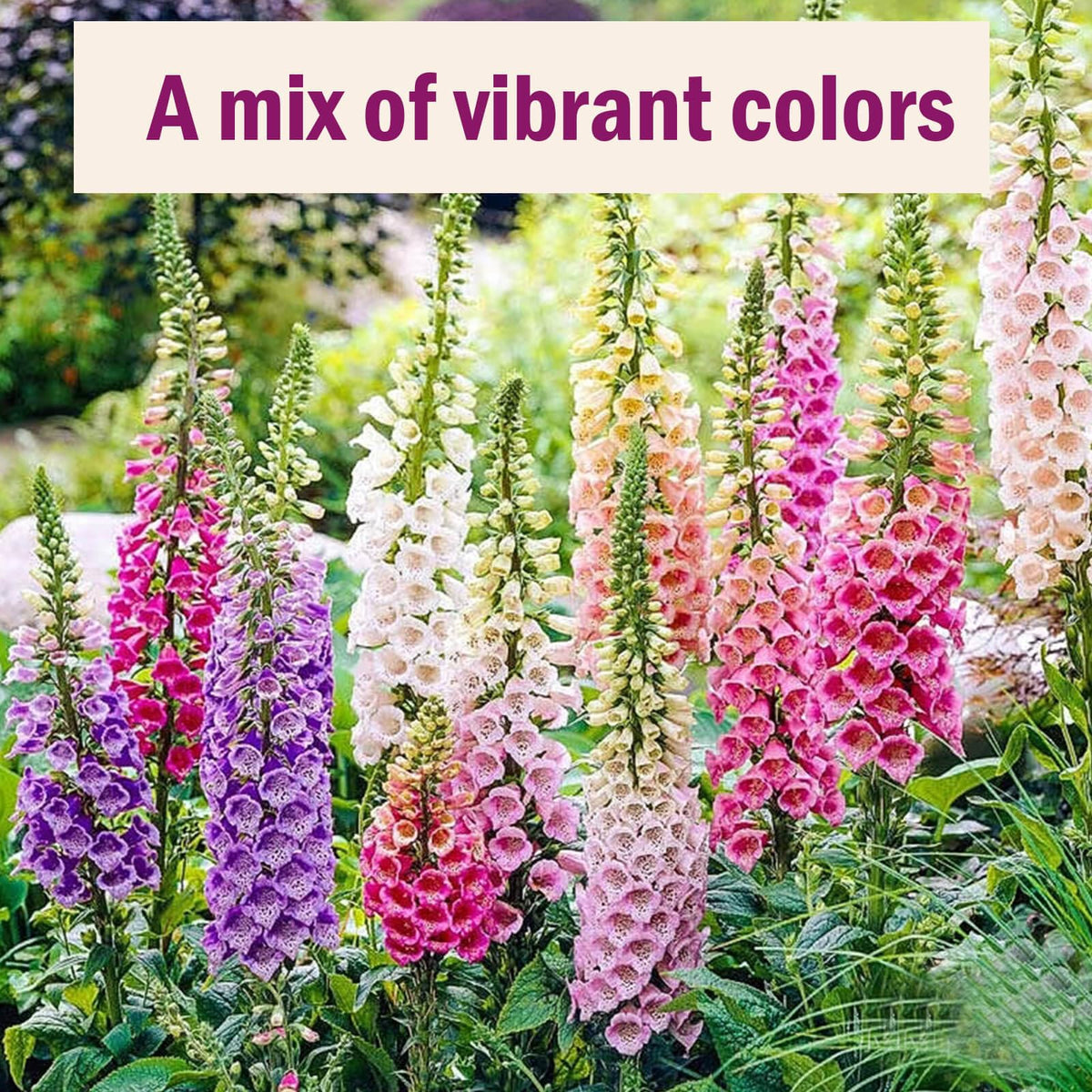 EquSym pollinator-friendly foxglove attracts bees and butterflies