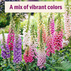 EquSym pollinator-friendly foxglove attracts bees and butterflies