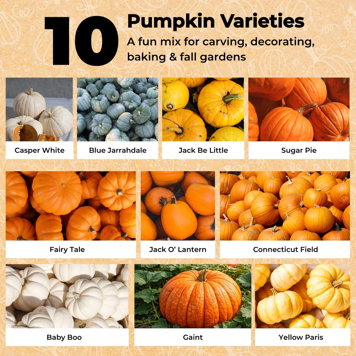 EquSym 10-varieties seed packets feature diverse pumpkins for carving and cooking