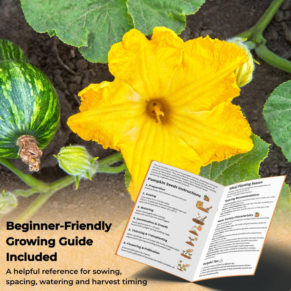 EquSym pumpkin vines growing in garden illustrate vibrant yields and space planning